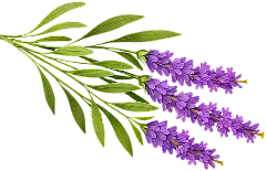 Lavender