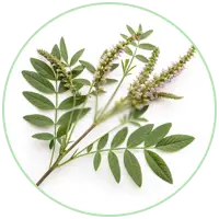 Glycyrrhiza Glabra L