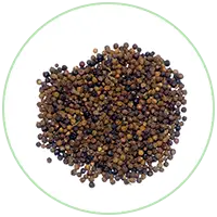 Piper Nigrum