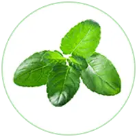 Tulsi