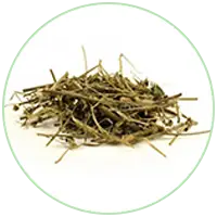 Bala