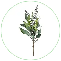 Eucalyptus