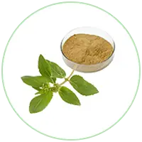 Euphorbia Extract