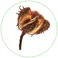 Horse Chestnuts Extract