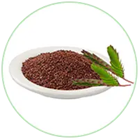 LajjalU Extract