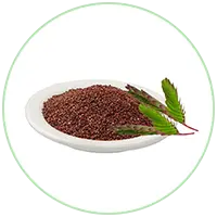 Lajjalu Extract