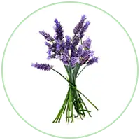 Lavender Oil