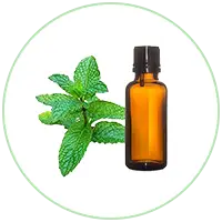 Mentha Oil