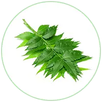 Neem Extract