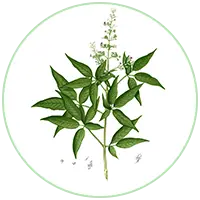 Nirgundi