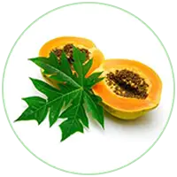 Papaya Extract