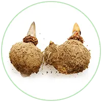 Surana