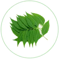 Neem