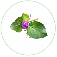 Punarnava