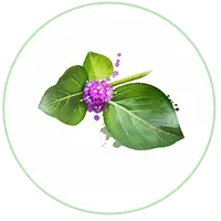 Punarnava