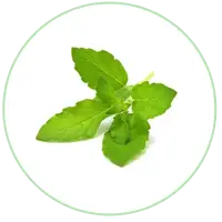 Tulsi